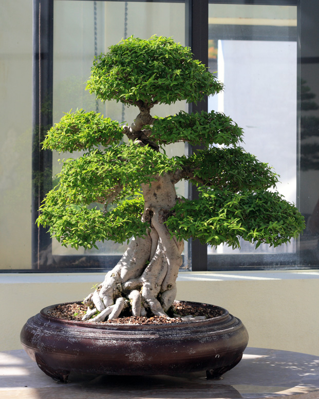 bonsai growth criticism