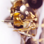 brass-tack